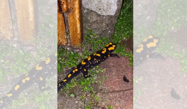 Andırın'da "sarı benekli semender" görüldü