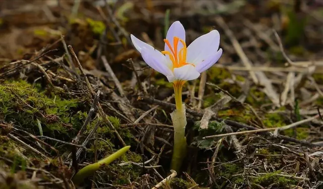 3. Cemre Ne Zaman Düşecek? Son Cemre Toprağa Düştü Mü? Cemre Tarihleri 2026