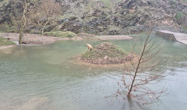 Onikişubat'ta su ortasında mahsur kalan köpek kurtarıldı