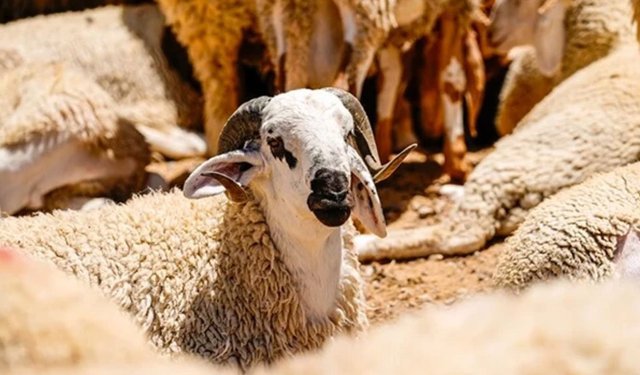 Bayram Öncesi Müjde: Kahramanmaraş’ta Kurbanlık Fiyatlarında İndirim!