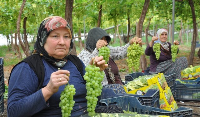 Mersin'de örtü altında üzüm hasadı başladı
