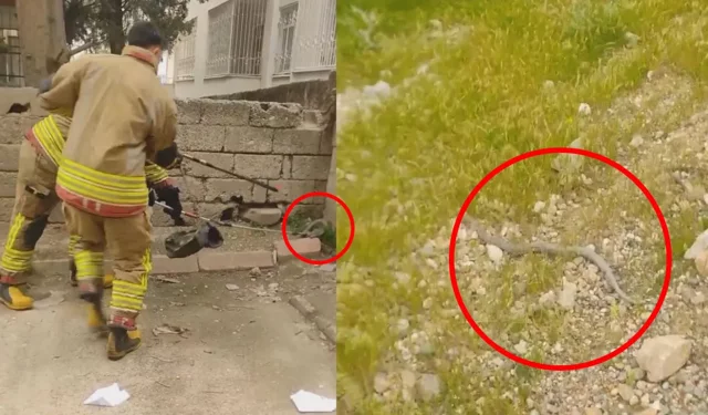 Kahramanmaraş’ta Mahallede Yılan Paniği!