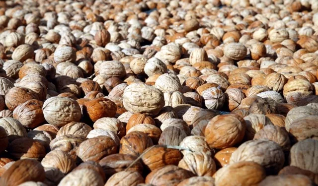 Don Vurdu, Fiyatlar Uçtu! Maraş Cevizinde Yeni Sezon Umudu