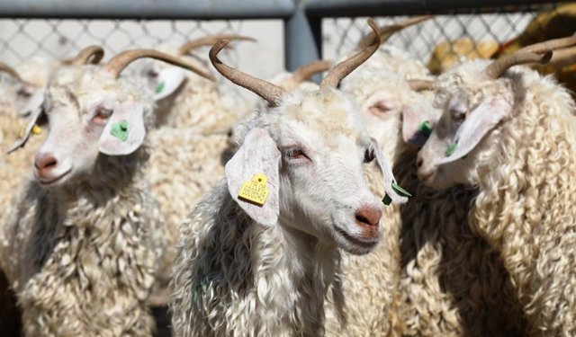 Kızılay Kurban Fiyatlarını Açıkladı! 2026 Bedelleri Belli Oldu