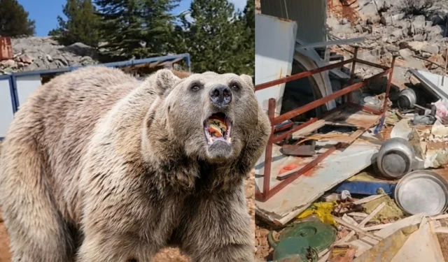 Aç kalan ayı şantiyeye girdi!