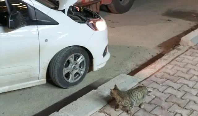 Mardin'de aracın motor bölümünde mahsur kalan 4 yavru kedi kurtarıldı