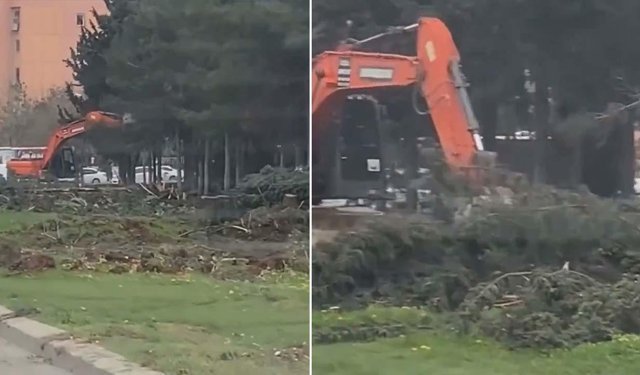 Şanlıurfa'da belediye işçisi ağaçlara zarar verdiği gerekçesiyle görevinden uzaklaştırıldı