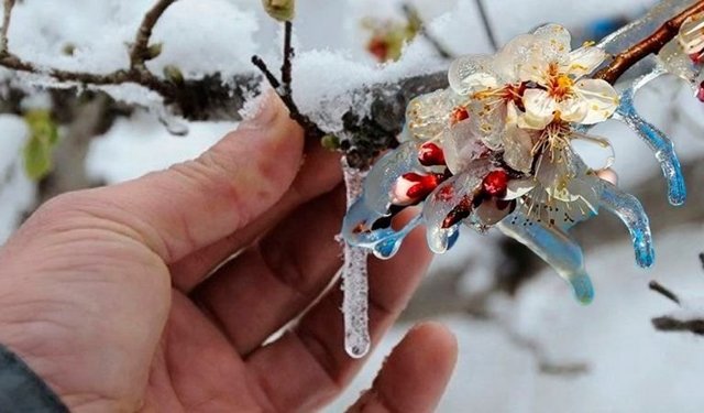 Meteoroloji’den Çiftçilere Uyarı! Bu Gece Başlıyor