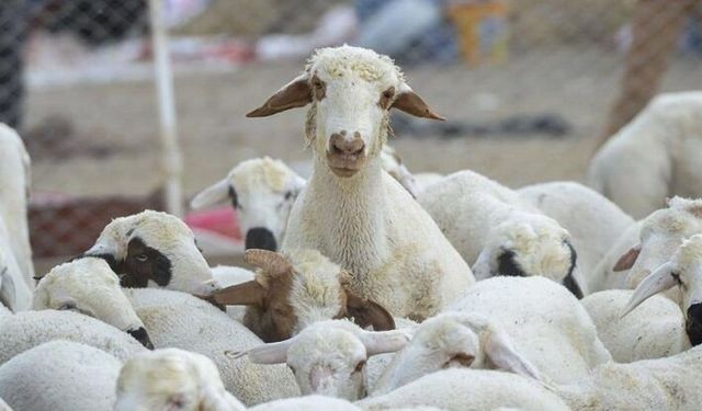 Adana'da Kurbanlık Fiyatları Belli Oldu! Küçükbaşta Kilogram Fiyatı Açıklandı