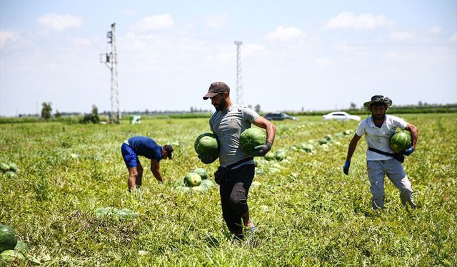 Tescilli Adana karpuzunun kilogram fiyatı tarlada 18 liraya kadar düştü