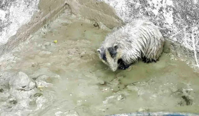 Hatay'da içi boş havuzda mahsur kalan bal porsuğu kurtarıldı