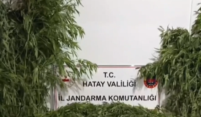Hatay'da serada kenevir yetiştirdikleri iddiasıyla yakalanan 3 zanlıdan 1'i tutuklandı