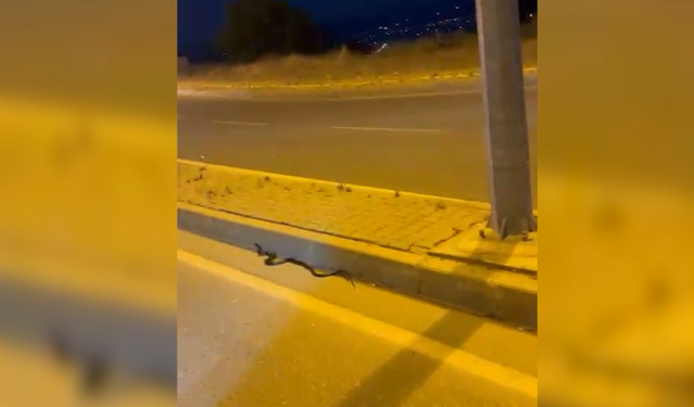 Kahramanmaraş'ta Yılan Paniği: Uzmanlardan Kritik Uyarı!