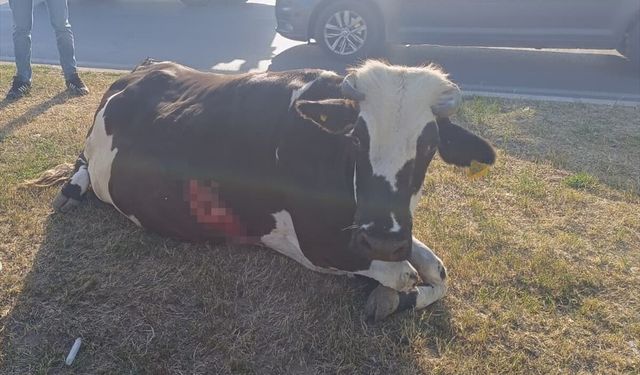 Şırnak'ta ineğe çarpan otomobildeki 4 kişi yaralandı