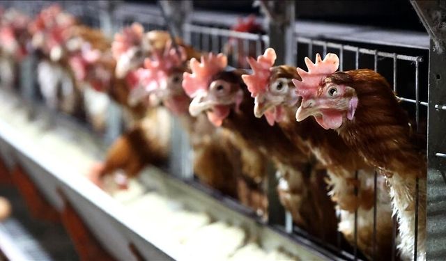 Mersin'de kayıt dışı ve menşei belirsiz 5 bin 890 tavuk ele geçirildi