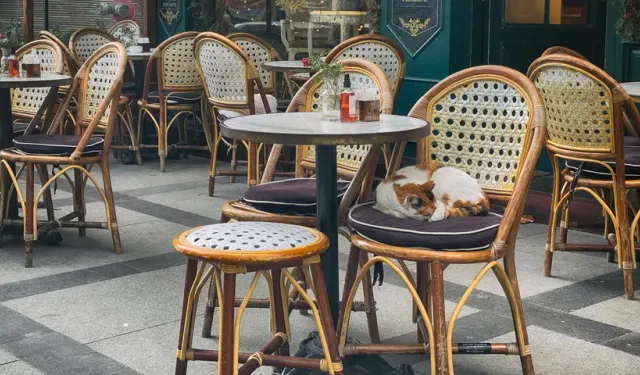 Restoran ve Kafelerde "Evcil Hayvan" Dönemi Kapanıyor Mu? Tarım Bakanlığı’ndan Flaş Taslak!