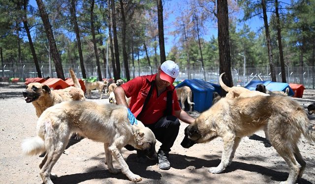 Kahramanmaraş'ta sahipsiz hayvanlar için 195 dönümlük doğal yaşam alanı oluşturuldu