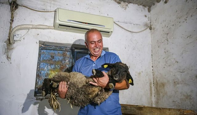 Adana Sıcağına İngiliz Koyunu Dayanmadı! Eski Avukat Çareyi Ahıra Klima Taktırmakta Buldu