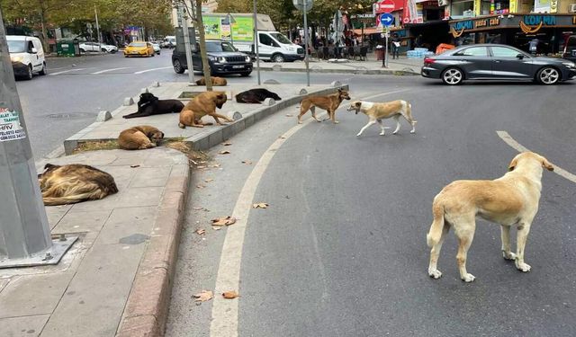 Sahipsiz köpeğin saldırısına uğrayan 1,5 yaşındaki çocuk yaralandı