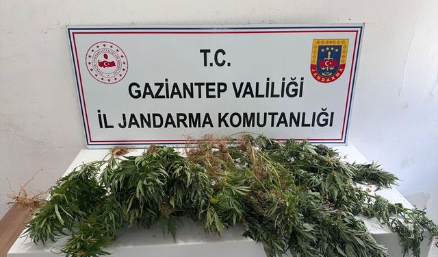 Gaziantep'te kenevir ekimine yönelik operasyonda 8 şüpheli hakkında adli işlem yapıldı