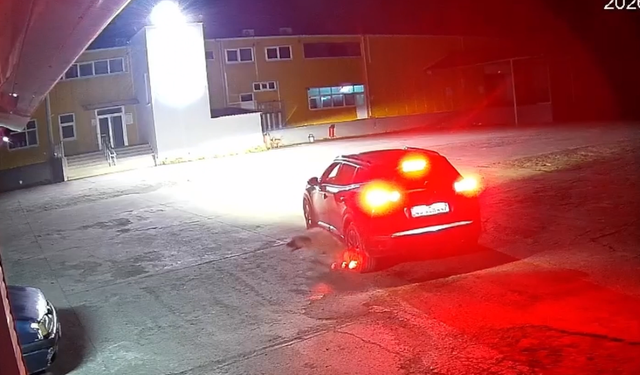 Giresun’da Yürek Sızlatan Olay: Yerde Yatan Köpeği Ezen Sürücü Gözaltına Alındı!