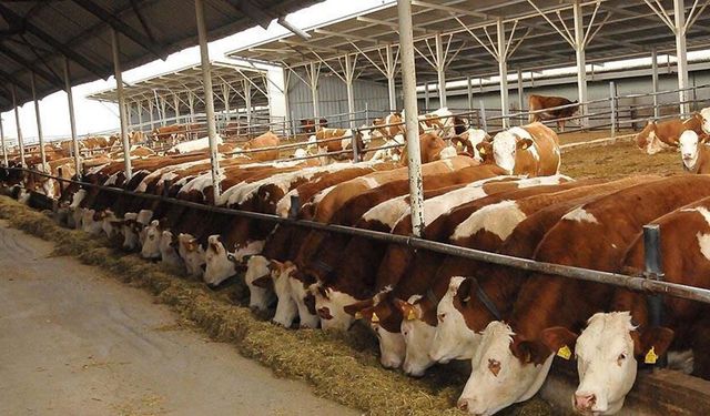 Gelecek yıl 480 bin baş erkek sığır ithal edilecek