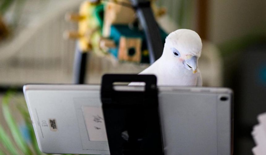 Bilim insanları papağanlara birbirlerini görüntülü aramayı öğretti