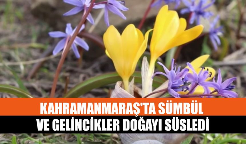 Kahramanmaraş'ta Sümbül Ve Gelincikler Doğayı Süsledi