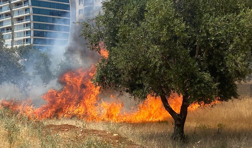 Zeytinlik alanda yangın paniği