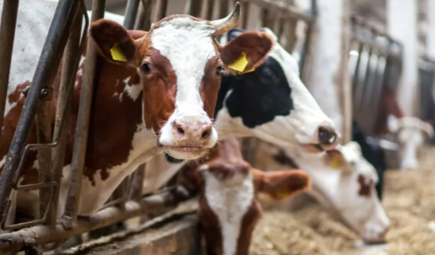 Ölümcül "deli dana" hastalığı| Belirtileri, tanı ve riskleri