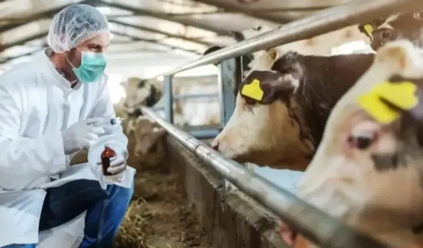 Şap hastalığı ile ilgili Bakanlık'tan açıklama geldi!