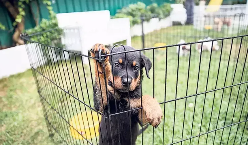 Petshoplara yeni düzenleme: Artık ruhsat gerekecek!