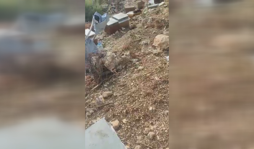 Kahramanmaraş’ta Arı Kovanlarına Ayı Saldırdı: Bal Stokları Tahrip Oldu