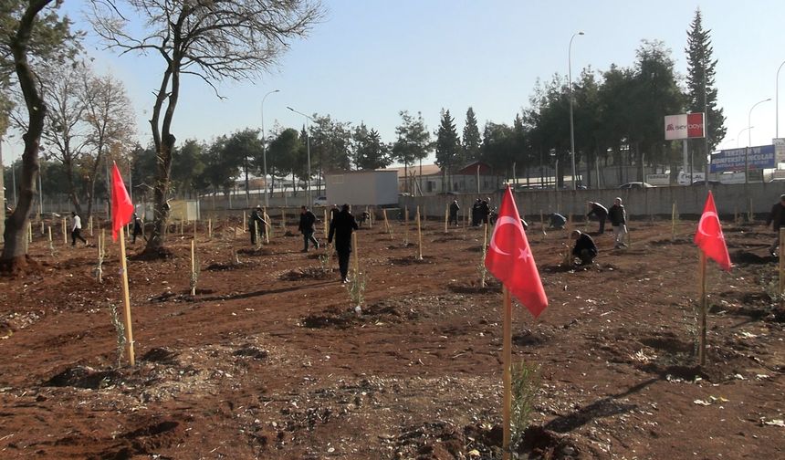 Kahramanmaraş’ta "Ağaç Yılı" kapsamında 120 zeytin ağacı toprakla buluştu