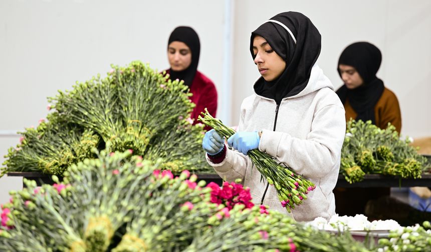 Türkiye'den yılbaşı için 12 milyon dolarlık çiçek ihracatı