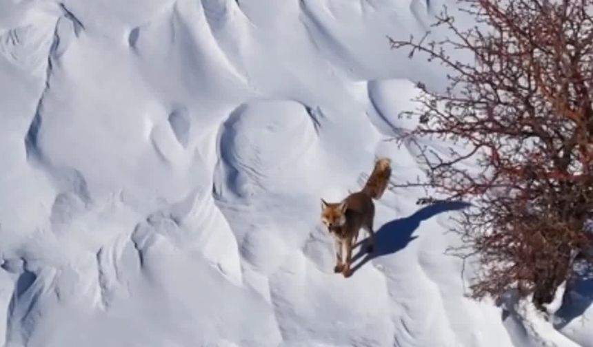 Kahramanmaraş’ta Doğadan Gülümseten Anlar | Tilki Drone’a Meydan Okudu
