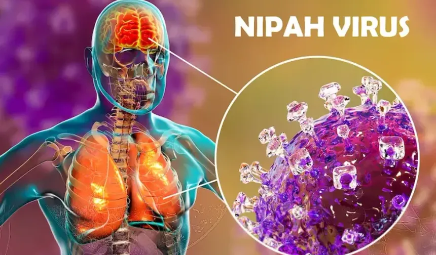 Nipah Virüsü Nedir, Nasıl Ortaya Çıktı, Belirtileri Nelerdir, Aşı ve Tedavisi Var mı?