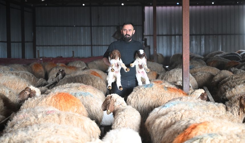 Depremde hayvanlarını kaybeden besici, devlet desteğiyle üretimini katladı