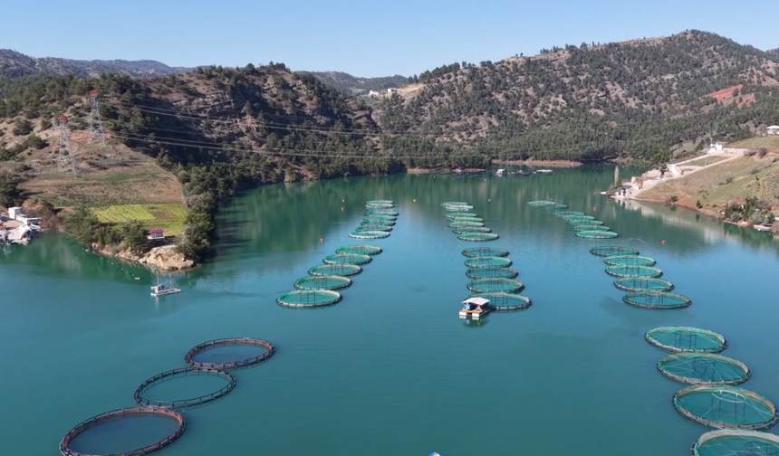 Menzelet ve Kılavuzlu Barajları Bölge Ekonomisine Can Veriyor: Somon ve Alabalık Üretimi Artıyor