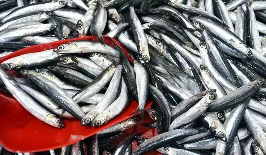 Hamsi Tezgâhlara Geri Döndü:  Kahramanmaraş Balık Pazarlarında Bereket Başladı