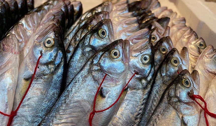 Kahramanmaraş’ta Dayanışmaya Örnek Proje: Askıda Balık