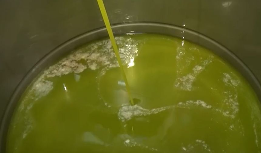 Kahramanmaraş’ta 5 bin ton sızma zeytinyağı üretildi