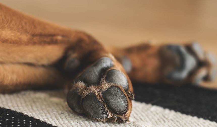 Şanlıurfa'da "köpeğe eziyet" eden sürücüye ceza uygulandı