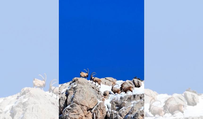 Kahramanmaraş’ta Yaban Keçilerinin Sayısı 1100'e Ulaştı