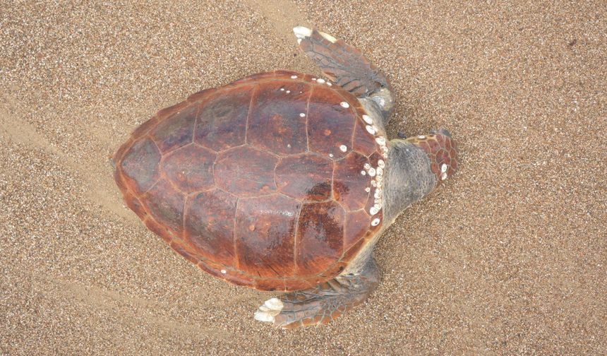 Antalya'da ölü caretta caretta sahile vurdu