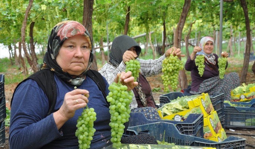 Mersin'de örtü altında üzüm hasadı başladı