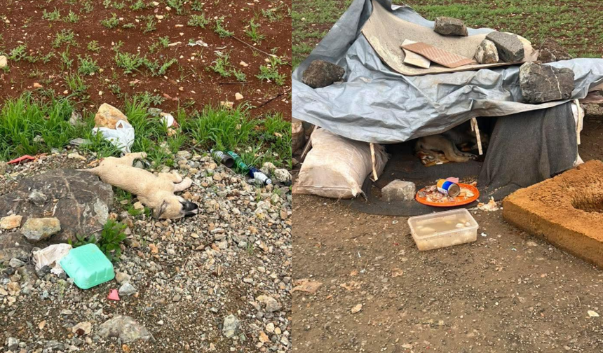 Pazarcık’ta Yürek Sızlatan Olay : 9 Köpekten 4’ü Ölü Bulundu