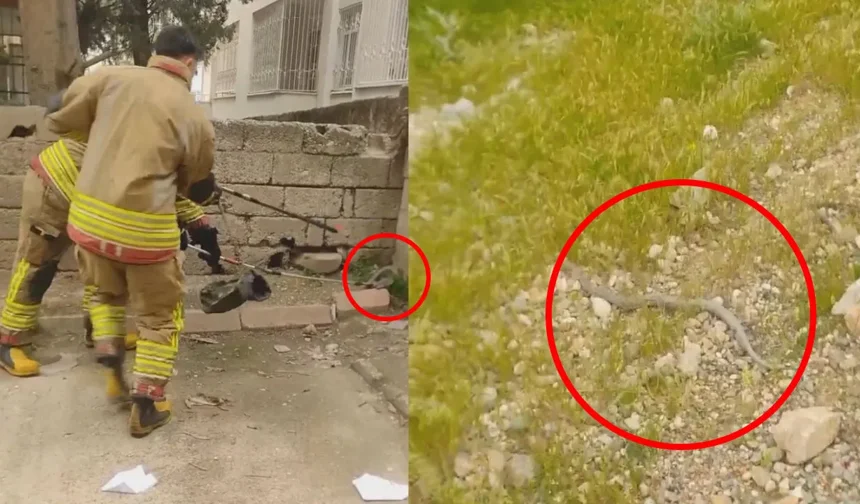 Kahramanmaraş’ta Mahallede Yılan Paniği!
