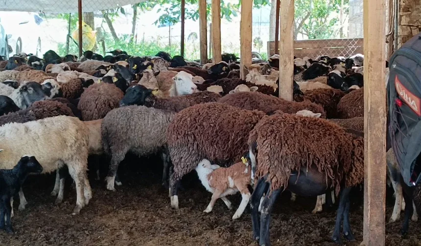 Kahramanmaraş’ta Besicilerin Kurban Mesaisi Başladı