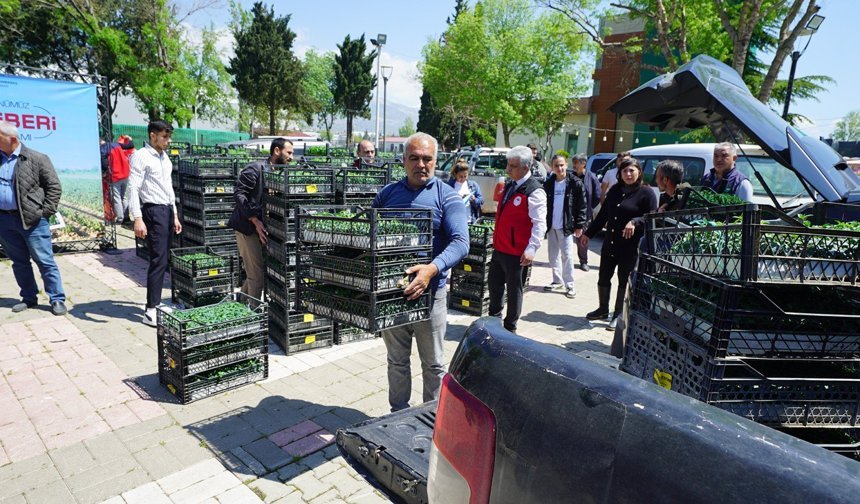 Kahramanmaraş'ta 500 Çiftçiye 650 Bin Hibe Biber Fidesi!